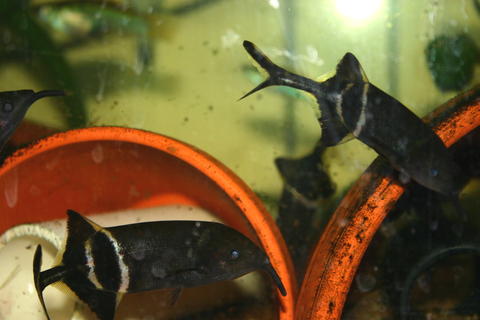 Gnathonemuspetersii.jpg