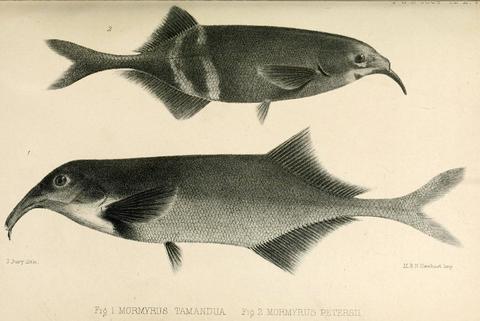 Mormyrus tamandua Günther (=Campylomormyrus tamandua ) and Mormyrus petersii Günther (=Gnathonemus petersii) type illustration.jpg