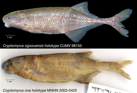 Cryptomyrus holotype composite.jpg