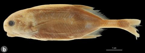 Cyphomyrus cubangoensis syntype