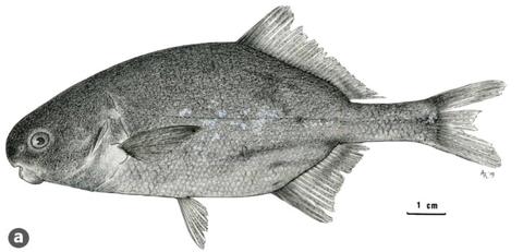 Cyphomyrus lufirae holotype illustration