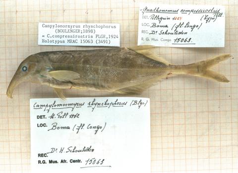 Gnathonemus compressirostris Pellegrin (formerly regarded as a synonym of Campylomormyrus rhynchophorus Boul) holotype.jpeg