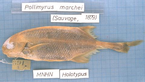 Petrocephalus marchei Sauvage type (= Ivindomyrus marchei), Doumé on Ogooué River, Gabon
