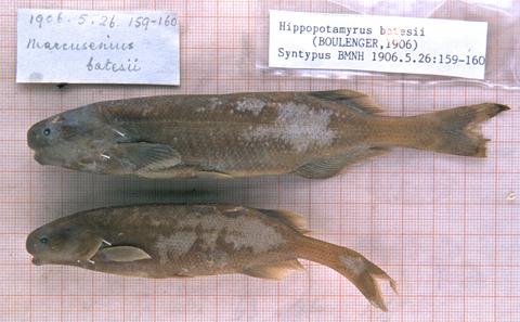 Marcusenius batesii Boulenger syntypes- BMNH 1906.5.26.159-160 (2).jpeg