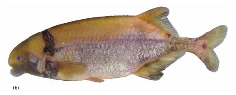 Marcusenius verheyeni holotype
