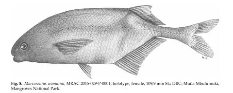 Marcusenius wamuinii holotype illustration