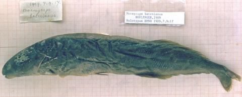 Mormyrops batesianus Boulenger, Holotype (unique)- BMNH 1909.7.9.17 Bumba River at Assobam, southern Cameroon.jpeg