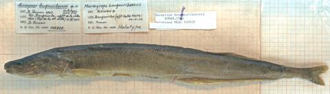 Mormyrops bougouribaensis Roman (= Mormyrops breviceps) holotype MRAC 140929, Bougouriba River, Burkina Faso.jpeg