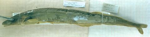 Mormyrops elongatus Norman (= Mormyrops breviceps), holotype (unique) BMNH 1934.8.31.2, Ejura, Ashanti Forest, Ghana..jpeg