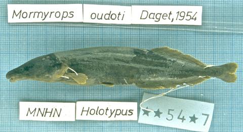 Mormyrops oudoti Daget, holotype (unique) MNHN 1954-0007, Bamako, upper Niger, Sudan.jpeg