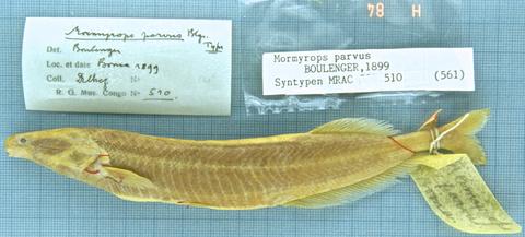 Mormyrops parvus, Boulenger syntype MRAC 510, lower Congo River, Democratic Republic of Congo.jpeg
