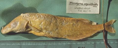Mormyrus anguilloides Linneaus (=Mormyrops anguilloides) holotype (unique) NRM 63, Nile River.jpeg