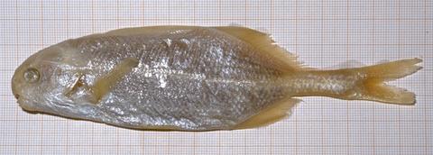 Mormyrus discorhynchus Peters (= Cyphomyrus discorhynchus) lectotype ZMB 3673, Mozambique.jpeg