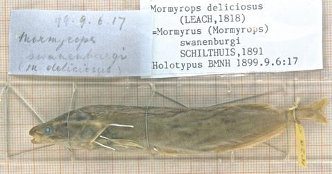 Mormyrus swanenburgi Schilthuis (= Mormyrops anguilloides) holotype BMNH 1899.9.6.17, Kinshasa, Stanley Pool, D.R. Congo