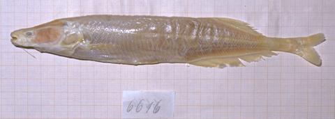 Mormyrus zambanenje Peters (= Mormyrops anguilloides) syntype ZMB 6616 Zambezi & Licuare River, Mozambique.jpeg
