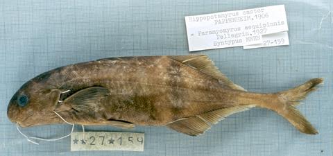 Paramyomyrus aequipinnis Pellegrin, 1927 (= Hippopotamyrus castor) syntype MNHN 1927-0159, Sanaga R., Cameroon.jpeg