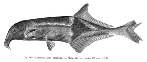 Campylomormyrus elephas (Boulenger) 250 mm TL, Muita River, affluent of Luembe River, Angola. From Poll (1967).