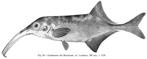 Campylomormyrus ibis (Boulenger) 298 mm TL, Luachimo River, Angola. From Poll (1967).