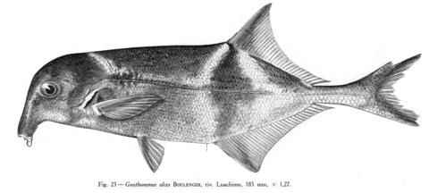 Campylomormyrus alces (Boulenger), 183 mm TL, Luachimo River, Angola. From Poll (1967).