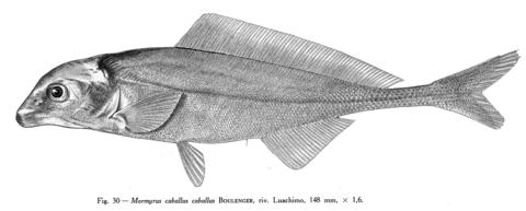 Mormyrus caballus caballus Boulenger, 148 mm TL, Luachimo River, Angola. Illustration of holotype from Poll (1967).