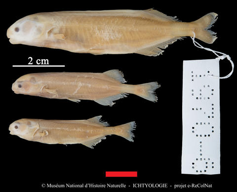 Pollimyrus eburneensis paratypes, Agnébi, Côte d'Ivoire