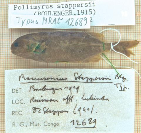 Pollimyrus stappersii holotype