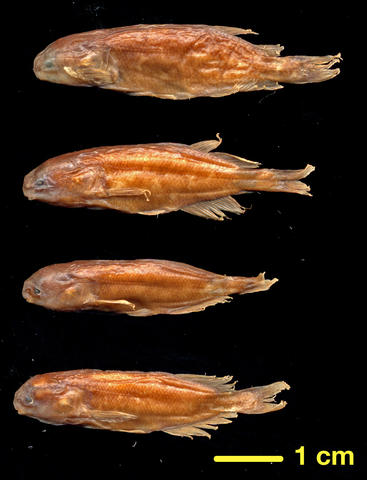 Stomatorhinus fuliginosus Poll syntypes MRAC 30-39 mm SL, MRAC 6646-6649