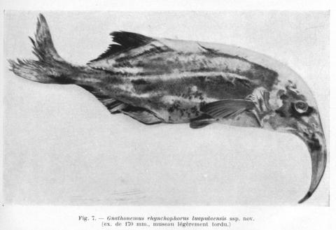 Gnathonemus rhynchophorus luapulaensis David & Poll (= Campylomormyrus luapulaensis) holotype, David & Poll (1937)