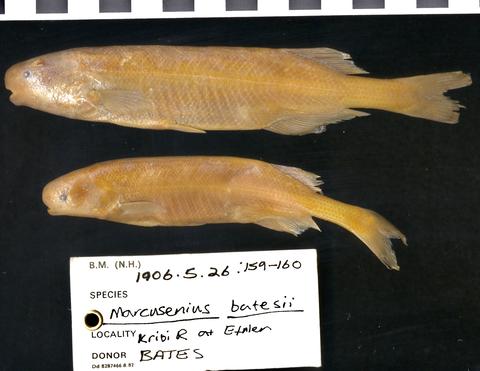 Marcusenius batesii Boulenger (= Paramormyrops batesii) syntypes BMNH 1906.5.26.159-160, Kribi River at Efulen, Cameroon