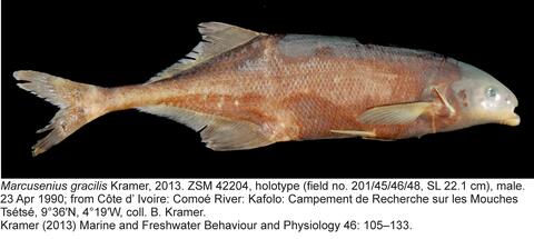 Marcusenius gracilis Kramer holotype ZSM 42204, male, 221 mm SL, Comoé River, Ivory Coast