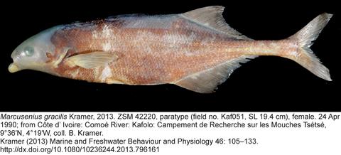 Marcusenius gracilis Kramer paratype, female, 194 mm SL, ZSM 42220, Comoé River, Ivory Coast