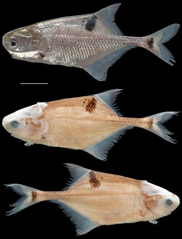 Petrocephalus boboto holotype CUMV 96774 tag no. JPS-10-0426, female, 56.9 mm SL, Congo River at Yangambi, D.R. Congo