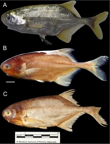 Petrocephalus similis from the Djerem River near the village of Mbakaou, Adamoua province, Cameroon.