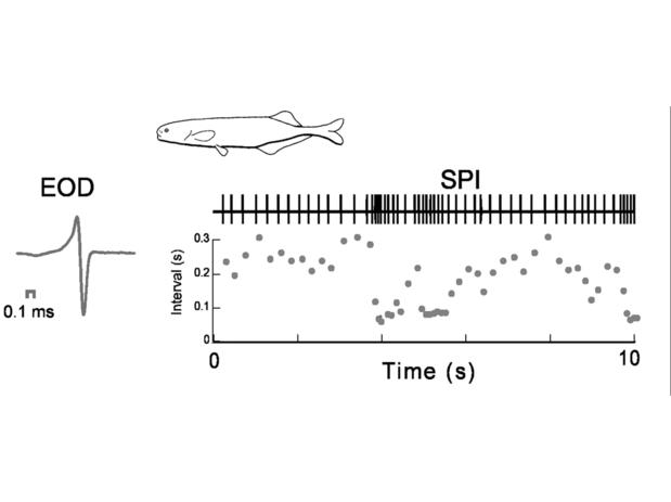 EOD waveform (left) and SPI (right) of a mormyrid