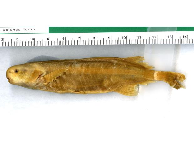 AMNH6933 Marcusenius retrodorsalis type