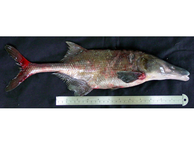 Boulengeromyrus knoepffleri, specimen male, Loa Loa, Ivindo River, Gabon