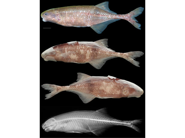 Cryptomyrus ogoouensis holotype