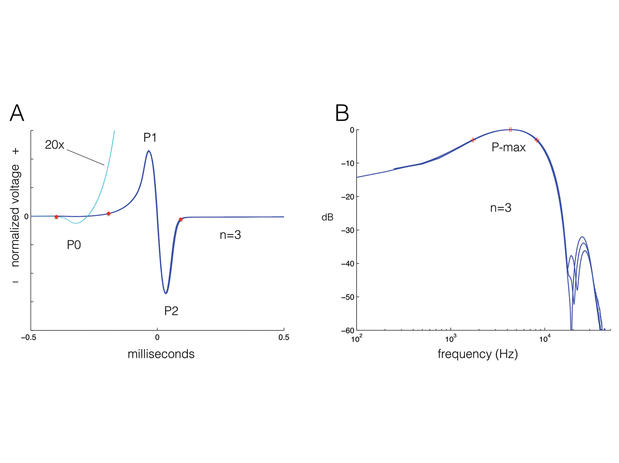 EOD waveform (left) and FFT (right) of Cryptomyrus ogoouensis