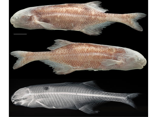 Non-type specimen of Cryptomyrus ona CUMV 98647