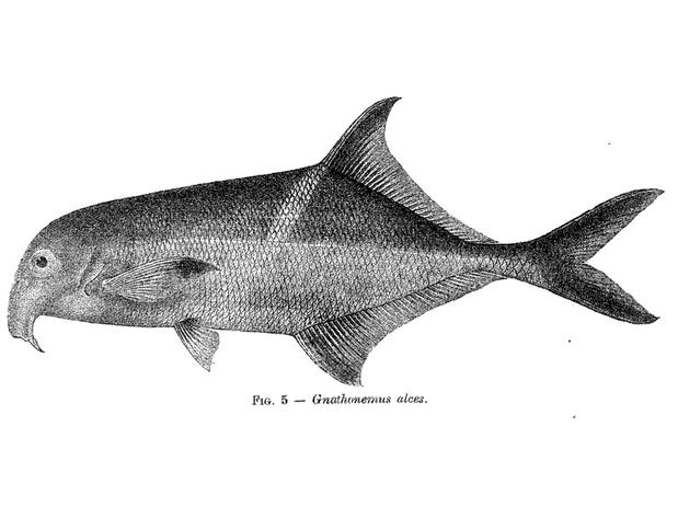 Campylomormyrus alces from Boulenger (1920), p. 14