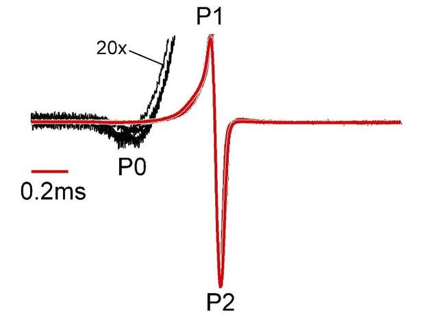 EOD waveform of Campylomormyrus phantasticus (3 superimposed)