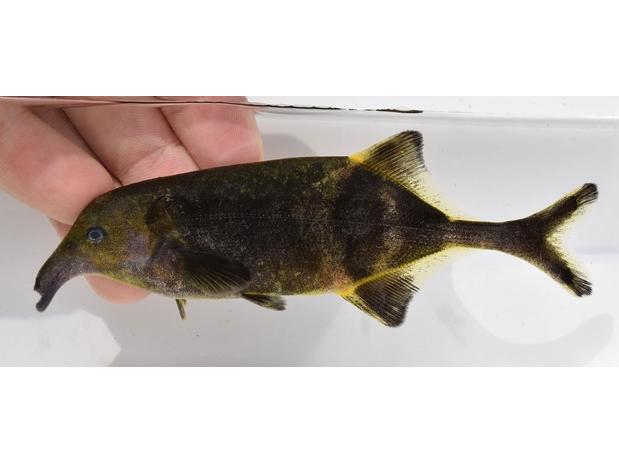 Campylomormyrus tamandua Niger River Basin, Mali