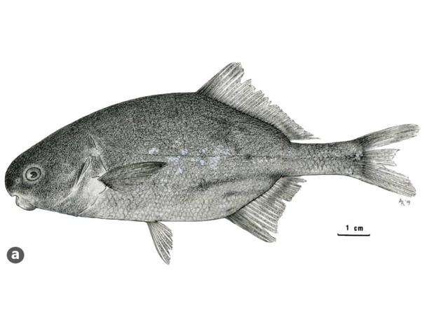 Cyphomyrus lufirae holotype illustration