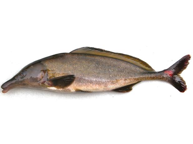 Mormyrus tapirus spec. no. 6071 Sanaga River, Cameroon