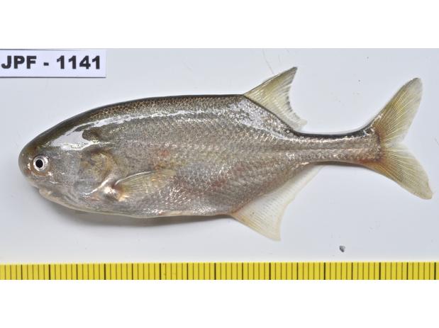 Petrocephalus bovei, Baro River (White Nile) near Gambella, Ethiopia
