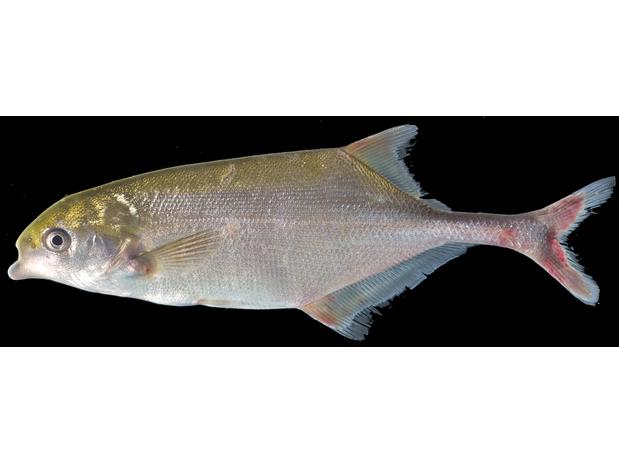 Marcusenius stanleyanus, 138 mm SL, tag no. JPF-1920