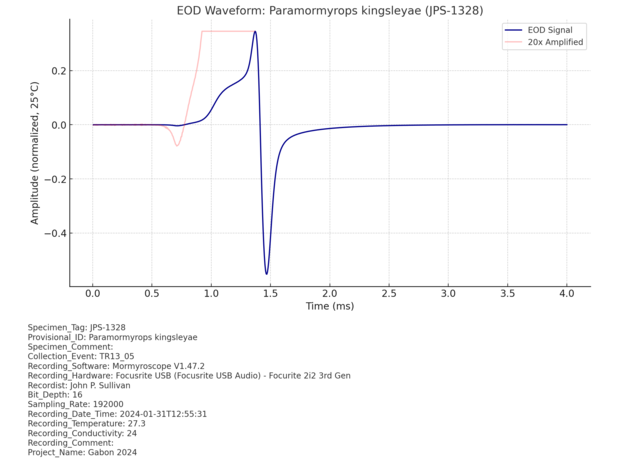 EOD Waveform Paramormyrops kingsleyae (JPS-1328).png