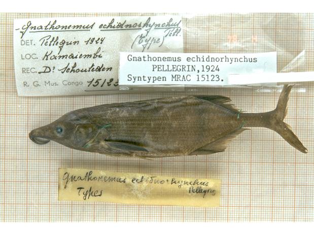 Gnathonemus echidnorhynchus Pellegrin, 1924 syntype MRAC 15123.jpeg