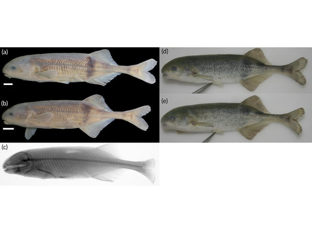 Heteromormyrus angusticaudata.jpg