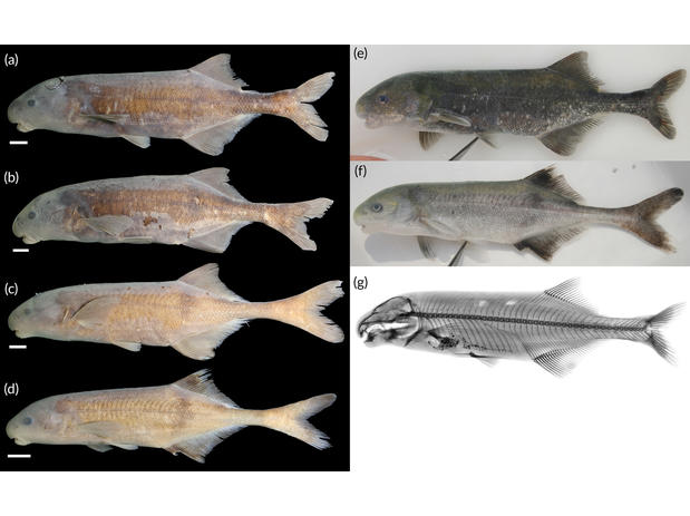 Heteromormyrus dolichorhynchus.jpg